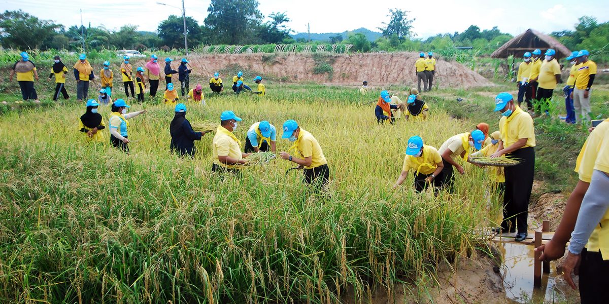 นกขมิ้น บินถลาลงใต้-10