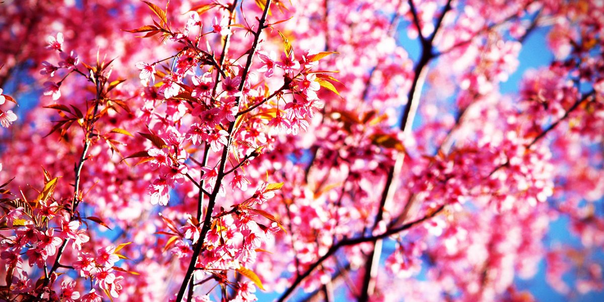 landscape-tree-nature-outdoor-branch-blossom-561293-pxhere.com